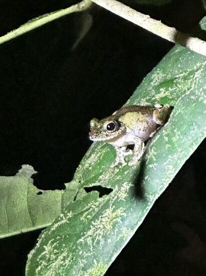 Eine weitere Tarantel sehen wir noch, aber die ärgern wir nur ein wenig.