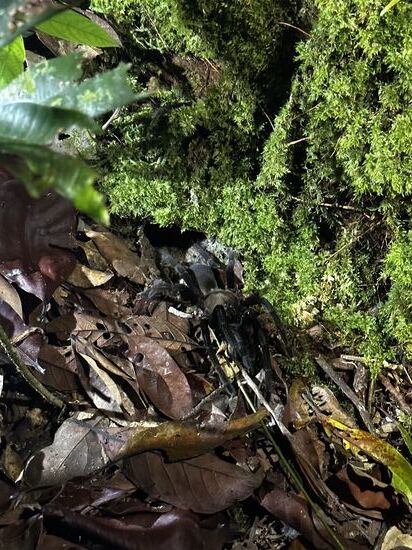 Aber schließlich finden wir ein bewohntes Tarantel-Loch. Mit einem kleinen Stock stochert unser Guide sachte in der Höhle rum. Irgendwann will sich die Tarantel die vermeintlich Beute schnappen und krabbelt flugs aus ihrer Höhle