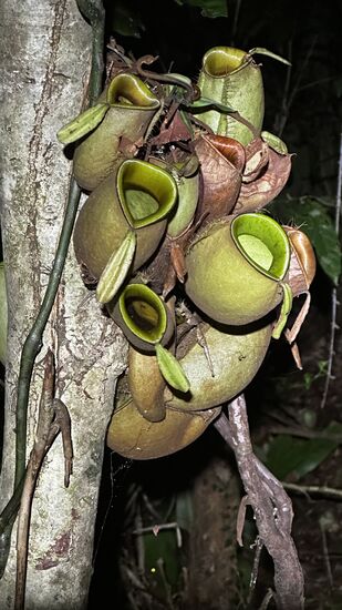 Faszinierende Pflanzen