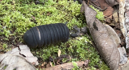 Diese seltsamen Tiere habe ich schon mal in meinen Blog gesetzt-sie sehen aus wie dicke, fette Raupen- und wenn man sie berührt…..