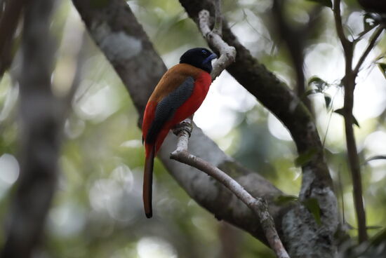 Da haben wir tatsächlich einen hübschen Vogel erwischt!