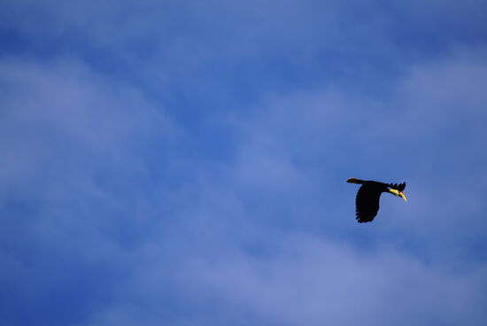 Und einen riesigen Hornbill! Leider nur in der Luft und unscharf. Aber man kann seine Schönheit erkennen!