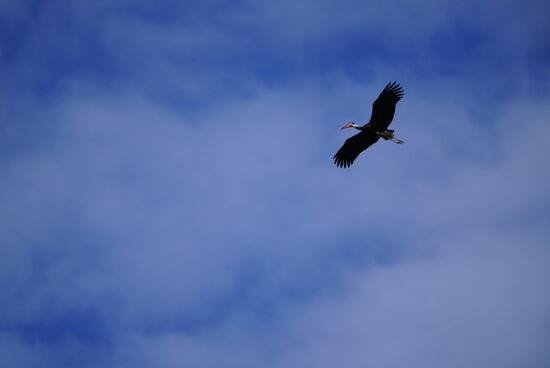 Und einen Schwarz-Storch. Auch der sieht für uns wunderschön aus, da wir doch nur die schwarz-weißen kennen