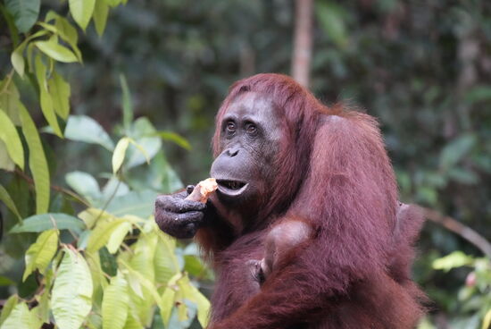 Wieder gibt es Süßkartoffeln..