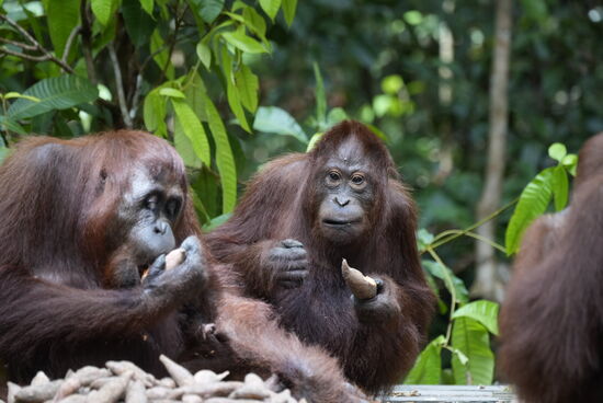 Einträchtig wird hier gefuttert.