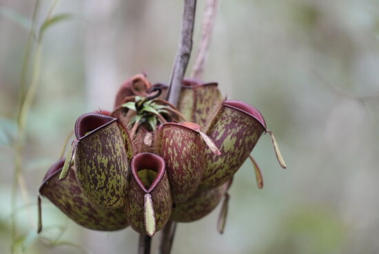 Danach trekken wir noch eine große Runde durch den Dschungel