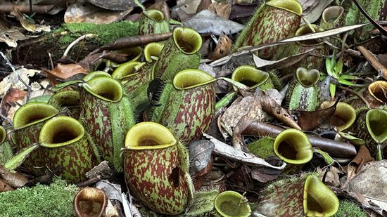 Es sind übrigens Fleisch-fressende Pflanzen