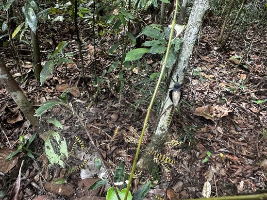 Ein riesiges Spinnennetz mit vielen gefangenen Raupen….