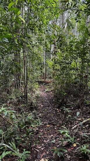 Hier trekken wir 2 Stunden durch den Wald—es ist nicht besonders anstrengend, da es ein flacher Weg ist.
Ab und zu warnt uns der junge Ranger vor den „Fire Ants! - da müssen wir dann einen großen Bogen machen oder ganz schnell durchlaufen