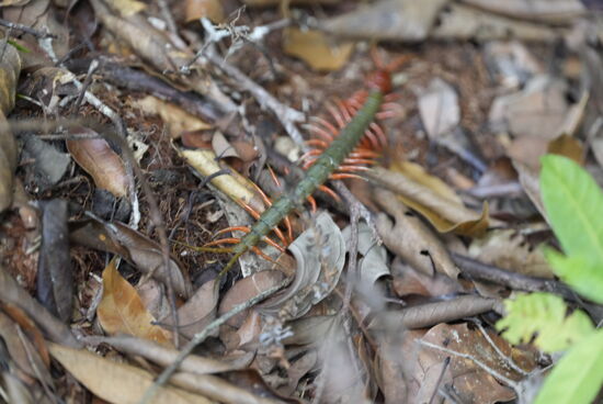 Das ist auch wieder so ein fieser Krabbelfüßler—Unser Guide zieht sich ganz respektvoll zurück-er hat riesigen Respekt vor dem Tier