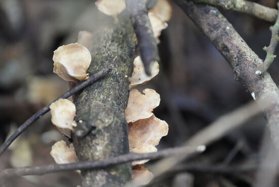 Keine „Glowing mushrooms“…
Die haben wir gestern bei unserer Nachttour gesehen—aber nur ganz kleine, deshalb gibt es kein Foto