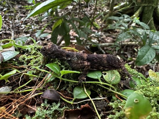 Eine kleine Echse…