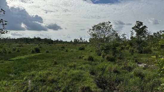 Eine der wenigen Wiesen, die wir gesehen haben. Im Hintergrund einige Kühe. Handverlesen findet man Rinder auf Borneo.