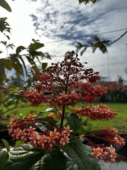 Überall sind Blumen und Sträucher zu sehen.