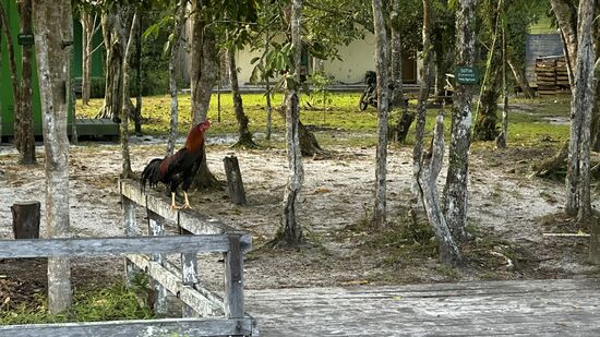 Der Hahn kräht fröhlich vor sich hin..