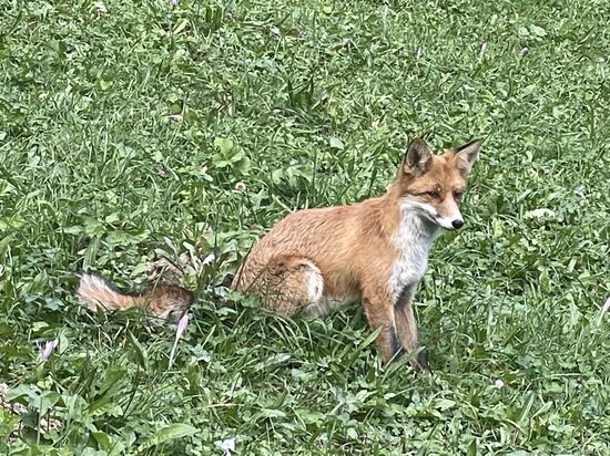Hier sehen wir schon mal einen Fuchs, der sehr zutraulich wirkt