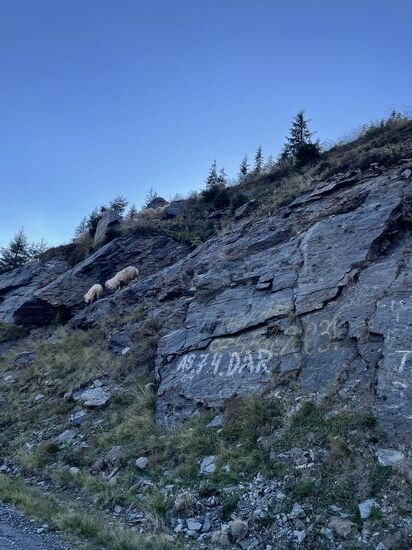 Wir fahren weiter auf der Transfagarasan um ein Hotel zu finden.
Eine Schafherde wird heimgetrieben und überquert die Fahrbahn