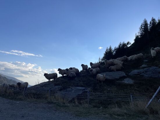 Wir stoppen an einigen Hotels, aber leider sind wegen des Wochenendes viele belegt. Erst beim 4. haben wir Glück und bekommen 2 miese Doppelzimmer für je 40 Euro. Unsere rumänischen Lei neigen sich dem Ende, aber der alte Herr, der uns die Zimmer anbietet, steckt sich lieber Euro in die Tasche als dass wir mit Karte bezahlen…