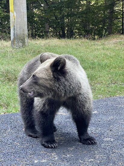 Er schaut so drollig aus, aber ein Angriff kann tödlich enden