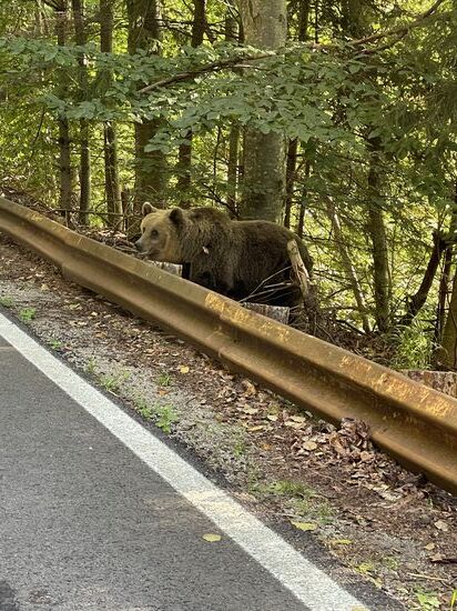Tatsächlich sehen wir schon bald den ersten Bären hinter der Leitplanke!