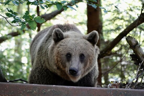 6000 wilde Bären soll es noch in Rumänien geben, der Hunger treibt sie in die Zivilisation und so werden sie zur Plage.
Bald wird man sie wieder zur Jagd freigeben, weil sie auch in die Dörfer kommen