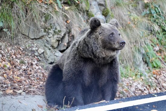 Sie sehen süß und kuschelig aus…