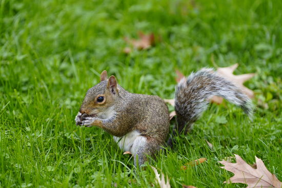 Nach 2 Stunden verlassen wir etwas bedrückt das Museum und erfreuen uns erstmal an diesen lustigen Gesellen