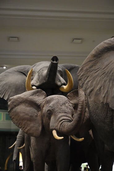 Der Film „Nachts im Museum“ von 2006 mit Ben Stiller und Robin Williams wurde hier gedreht, bzw war der Schauplatz—daran mußte ich auch sofort beim Anblick dieser Elefantengruppe denken