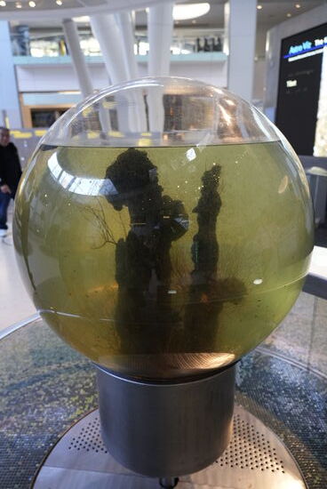 Diese Kugel wurde im Jahr 2002 mit Wasser befüllt und mit ein paar kleinen Krebsen bestückt, seitdem hält sich darin das biologische Gleichgewicht