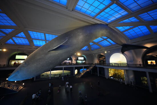 Ein riesiger 28m langer  Blauwal, der 1925 tot in Südamerika am Strand gefunden wurde und hier als Rekonstruktion zu bestaunen ist