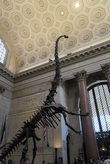 So faszinierend, die vielen Skelette der Urtiere