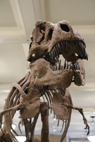 Pam erklärt u.a. , dass bei den Dinosauriern erst neue Zähne wuchsen, bevor sie alte verloren