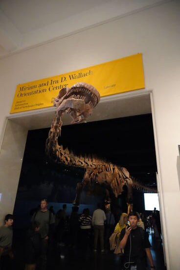 Mein Kindheitstraum : ich habe früher in Büchern gelesen, dass die größten Dinosaurierskelette hier in New York im Museum stehen—dieser ist so groß, dass er durch die Tür „schauen“ muss