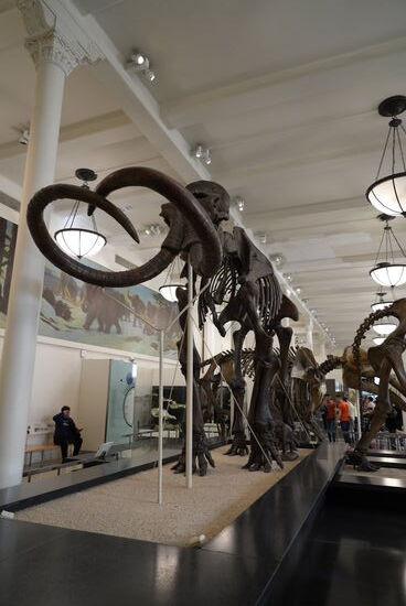 Auch ein Mammut ist hier in Originalgröße zu finden