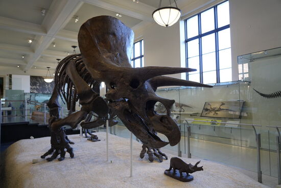 Über 100 Dinosaurierskelette sind hier zu finden