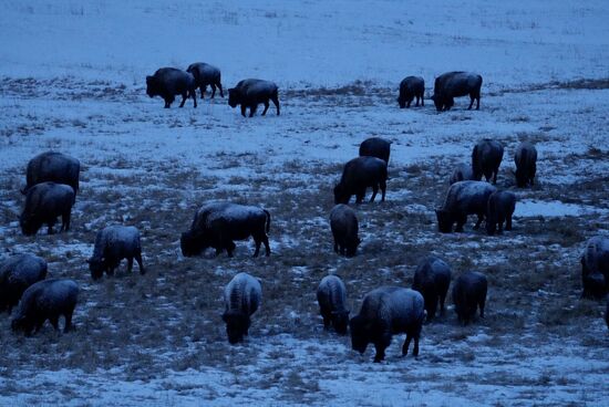 Gegen 7.30 Uhr wird es langsam hell und wir sehen die ersten Bisonherden, die friedlich grasen