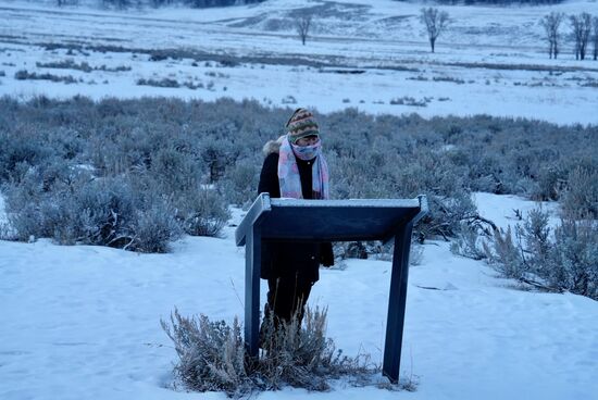 Ich studiere die Infos und lese, dass es noch ca 2000 freilebende Bisons hier gibt