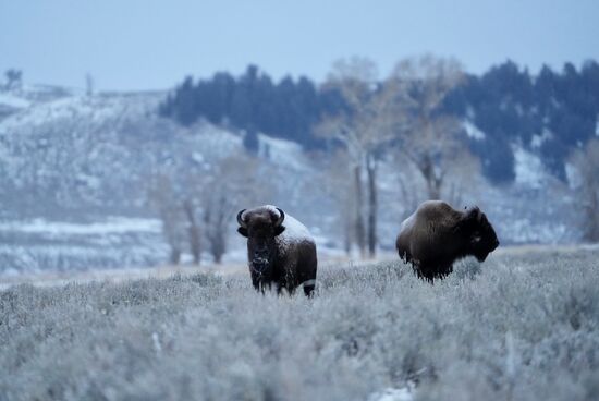 Die Bisons sind auch wunderschöne und ruhige „Models“ - 
