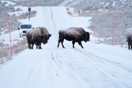 Träge überqueren sie die Straße