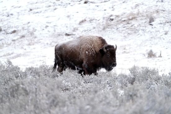 So ein Kraftpaket kann über einen längeren Zeitraum über 50 km/h laufen!