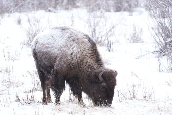 Bisons werden in freier Natur ca 15 Jahre alt