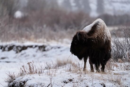 Immer wieder wird gewarnt, den Tieren nicht zu nah zu kommen—2022 wurde eine Frau von einem Bison 10 Fuß in die Höhe geschleudert, weil sie ihm zu nah kam