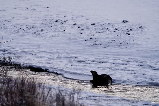 An einem halb zugefrorenen Fluss kann man einen Otter beim Fischfang beobachten