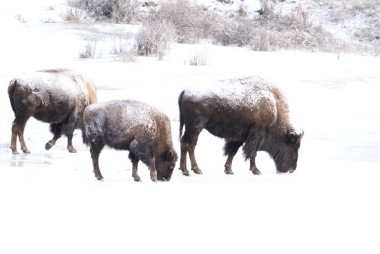 …und noch mehr Bisons…