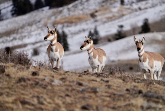 Pronghorns sind eine Antilopen-Art