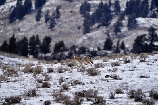 Nachdem wir kurz zum lunch eingekehrt sind, fahren wir nochmal zurück und sehen einen Kojoten!