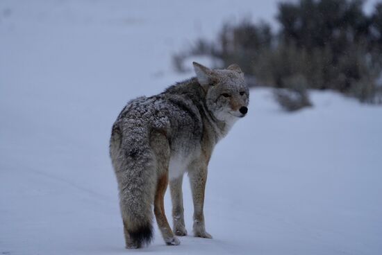 Er bleibt die ganze Zeit in der Nähe unseres Autos