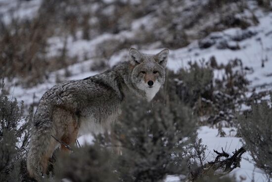 Leider ist er an einem Fuß verletzt