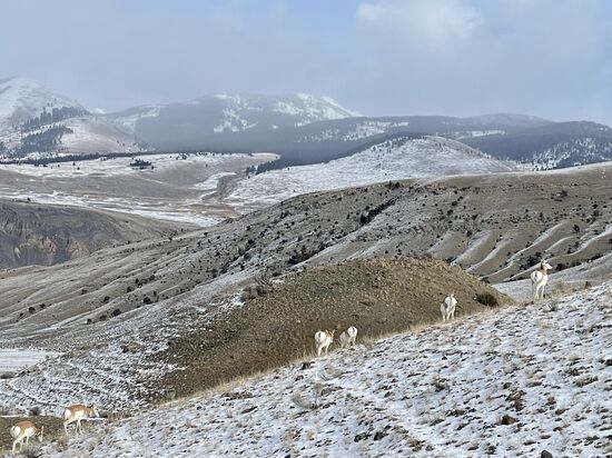 Auf dem Rückweg nach Gardiner sehen wir noch diese kleine „Pronghorn“-Herde