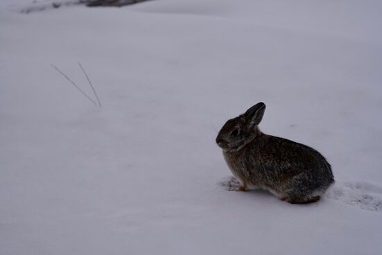Ein Häschen im Schnee 